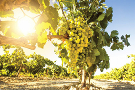 Quand le vin est tiré Quand le vin est tiré
