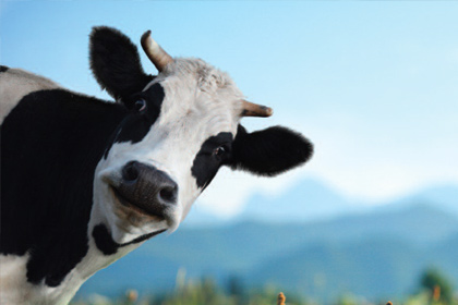 vache