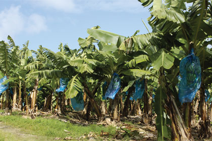 AS-plantation-bananes
