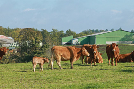 Les Français devraient manger moins de viande