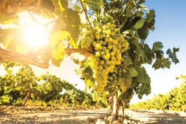 Vignes et réchauffement climatique, quelles conséquences, quelles réponses ?