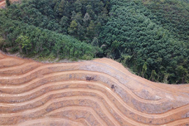 Le Parlement européen s’engage contre la déforestation