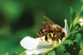 Projet de loi Biodiversité : le bourdonnement sénatorial, la piqure de Barbara Pompili