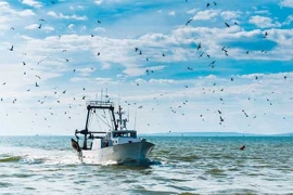Brexit : le Sénat défend la pêche française auprès des autorités européennes