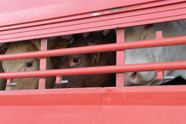 Transports d’animaux dans l’UE : un secteur dopé par la différence de coûts entre régions