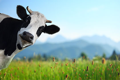 Climat : les vaches responsables et coupables