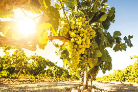 Le vin, victime collatérale du réchauffement climatique