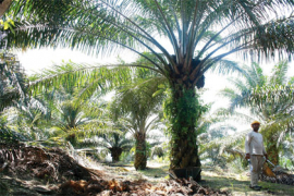 L’huile de palme “là pour durer”
