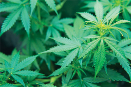 Cannabis récréatif légalisé : “une consommation problématique” aux Etats-Unis
