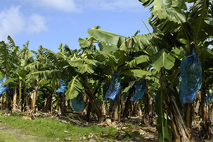 Chlordécone aux Antilles : la justice donne raison (en partie) aux victimes