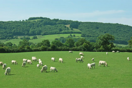 Le projet de loi agricole adopté à l’assemblée
