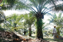 Pas de taxe sur l'huile de palme