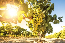 Les vignobles  français à l’épreuve du changement  climatique