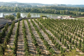 Les papes d'Avignon et le vin : in vino veritas