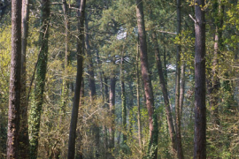 La forêt française s’étend en surface et en volume