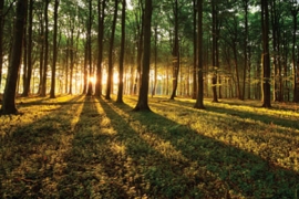 Quand le Sénat bûche sur la filière forêt-bois