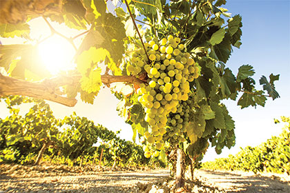 Quand le vin est tiré